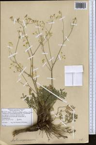 Pseudotrachydium dichotomum (Korovin) Pimenov & Kljuykov, Middle Asia, Pamir & Pamiro-Alai (M2) (Uzbekistan)