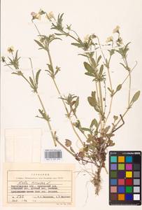 Viola tricolor L., Eastern Europe, Lower Volga region (E9) (Russia)