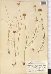 Allium, Middle Asia, Western Tian Shan & Karatau (M3) (Kyrgyzstan)