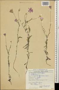 Xeranthemum squarrosum Boiss., Caucasus, Georgia (K4) (Georgia)