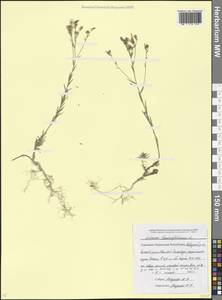Linum tenuifolium L., Caucasus, Stavropol Krai, Karachay-Cherkessia & Kabardino-Balkaria (K1b) (Russia)