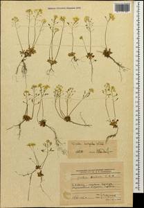 Draba hispida Willd., Caucasus, Stavropol Krai, Karachay-Cherkessia & Kabardino-Balkaria (K1b) (Russia)