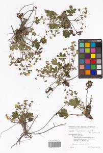 Potentilla humifusa Willd. ex D. F. K. Schltdl., Eastern Europe, Central forest-and-steppe region (E6) (Russia)