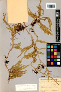 Spinulum annotinum subsp. alpestre (Hartm.) Uotila, Siberia, Baikal & Transbaikal region (S4) (Russia)