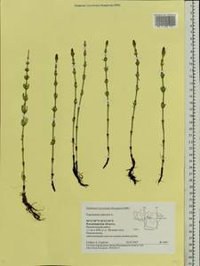 Equisetum palustre L., Eastern Europe, Central region (E4) (Russia)