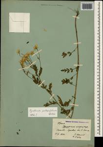 Tanacetum partheniifolium (Willd.) Sch. Bip., Crimea (KRYM) (Russia)