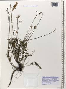 Onobrychis arenaria subsp. miniata (Steven)P.W.Ball, Caucasus, Black Sea Shore (from Novorossiysk to Adler) (K3) (Russia)