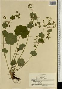 Alchemilla ventiana V. N. Tikhom., Eastern Europe, Middle Volga region (E8) (Russia)