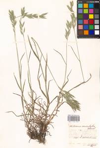 Bromus commutatus Schrad., Eastern Europe, Moscow region (E4a) (Russia)