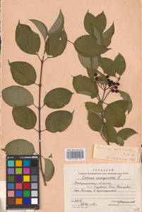 Cornus sanguinea L., Eastern Europe, West Ukrainian region (E13) (Ukraine)