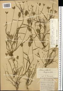 Eremopyrum orientale (L.) Jaub. & Spach, Eastern Europe, Moscow region (E4a) (Russia)