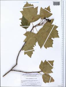 Torminalis glaberrima (Gand.) Sennikov & Kurtto, Crimea (KRYM) (Russia)