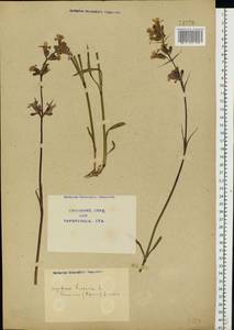 Viscaria vulgaris Röhl., Eastern Europe, North Ukrainian region (E11) (Ukraine)