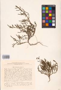 Salicornia perennans Willd., Eastern Europe, South Ukrainian region (E12) (Ukraine)