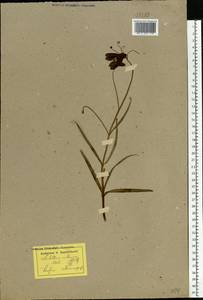Fritillaria ruthenica Wikstr., Eastern Europe, North Ukrainian region (E11) (Ukraine)