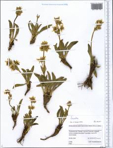 Swertia, Middle Asia, Pamir & Pamiro-Alai (M2) (Tajikistan)