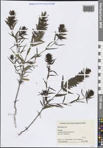 Melampyrum, Caucasus, Georgia (K4) (Georgia)