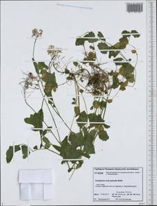 Cardamine macrophylla Willd., Siberia, Western Siberia (S1) (Russia)