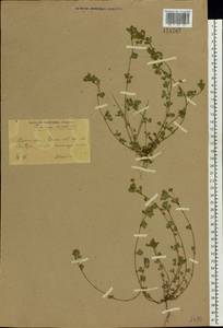 Trifolium dubium Sibth., Eastern Europe, South Ukrainian region (E12) (Ukraine)