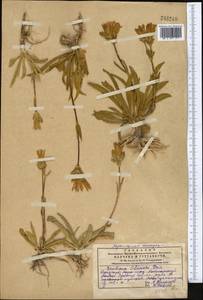 Gentiana olivieri Griseb., Middle Asia, Western Tian Shan & Karatau (M3) (Kazakhstan)