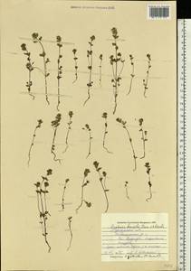 Euphrasia ×vernalis List, Eastern Europe, Northern region (E1) (Russia)