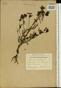 Pedicularis palustris L., Eastern Europe, Belarus (E3a) (Belarus)