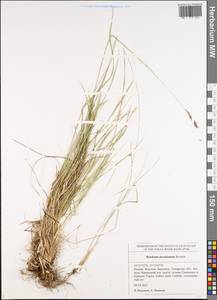 Hordeum brevisubulatum (Trin.) Link, Eastern Europe, Middle Volga region (E8) (Russia)