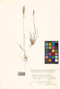 Trisetum spicatum (L.) K.Richt., Siberia, Russian Far East (S6) (Russia)