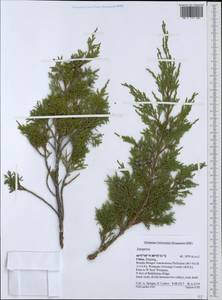 Juniperus, South Asia, South Asia (Asia outside ex-Soviet states and Mongolia) (ASIA) (China)
