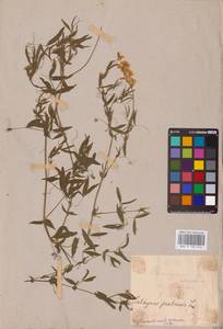 Lathyrus pratensis L., Eastern Europe, Middle Volga region (E8) (Russia)