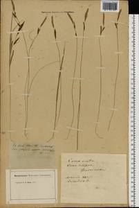 Carex nigra (L.) Reichard, Eastern Europe (no precise locality) (E0) (Not classified)
