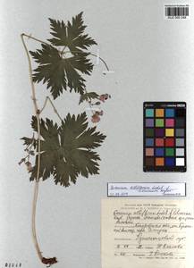 KUZ 000 248, Geranium albiflorum Ledeb., Siberia, Altai & Sayany Mountains (S2) (Russia)
