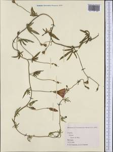 Convolvulus, Western Europe (EUR) (Spain)