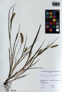 Setaria pumila (Poir.) Roem. & Schult., Siberia, Altai & Sayany Mountains (S2) (Russia)