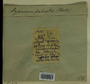 Hygrohypnum luridum (Hedw.) Jenn., Bryophytes, Bryophytes - Moscow City & Moscow Oblast (B6a) (Russia)