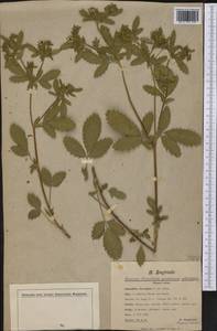 Potentilla norvegica L., America (AMER) (United States)