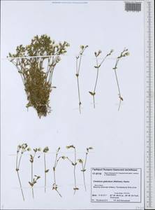 Cerastium alpinum L., Siberia, Western Siberia (S1) (Russia)