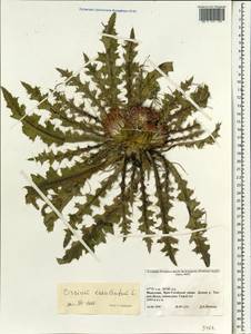 Cirsium esculentum (Siev.) C. A. Mey., Mongolia (MONG) (Mongolia)