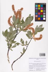 Salix phylicifolia L., Eastern Europe, Northern region (E1) (Russia)