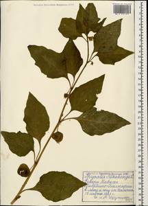 Alkekengi officinarum Moench, Caucasus, Stavropol Krai, Karachay-Cherkessia & Kabardino-Balkaria (K1b) (Russia)