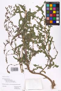 Lactuca serriola L., Eastern Europe, Central region (E4) (Russia)