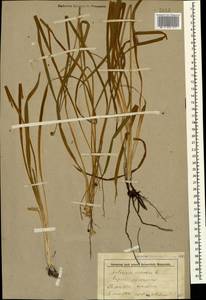 Anthericum ramosum L., Caucasus, Stavropol Krai, Karachay-Cherkessia & Kabardino-Balkaria (K1b) (Russia)