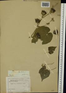 Abutilon theophrasti Medik., Eastern Europe, Lower Volga region (E9) (Russia)