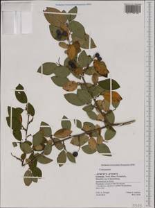 Cotoneaster, Western Europe (EUR) (Germany)