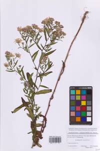 Symphyotrichum ×salignum (Willd.) G. L. Nesom, Eastern Europe, Moscow region (E4a) (Russia)