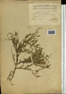 Atraphaxis frutescens (L.) Eversm., Eastern Europe, Middle Volga region (E8) (Russia)