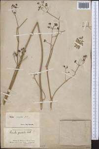 Ferula caspica M.Bieb., Middle Asia, Muyunkumy, Balkhash & Betpak-Dala (M9) (Kazakhstan)