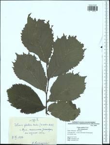 Ulmus glabra, Eastern Europe, Central region (E4) (Russia)