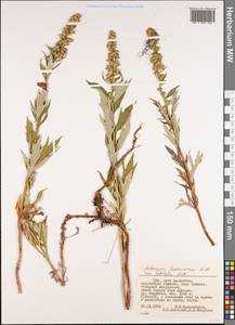 Artemisia ludoviciana subsp. candicans (Rydb.) D. D. Keck, America (AMER) (United States)