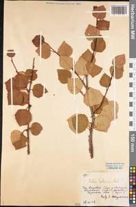 Betula pubescens var. kusmisscheffii (Regel) Gürke, Eastern Europe, Northern region (E1) (Russia)